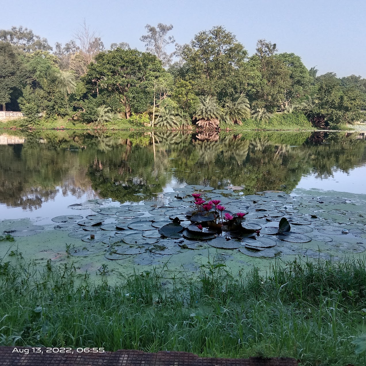 Hazaribagh Jheel lotus pond morning view