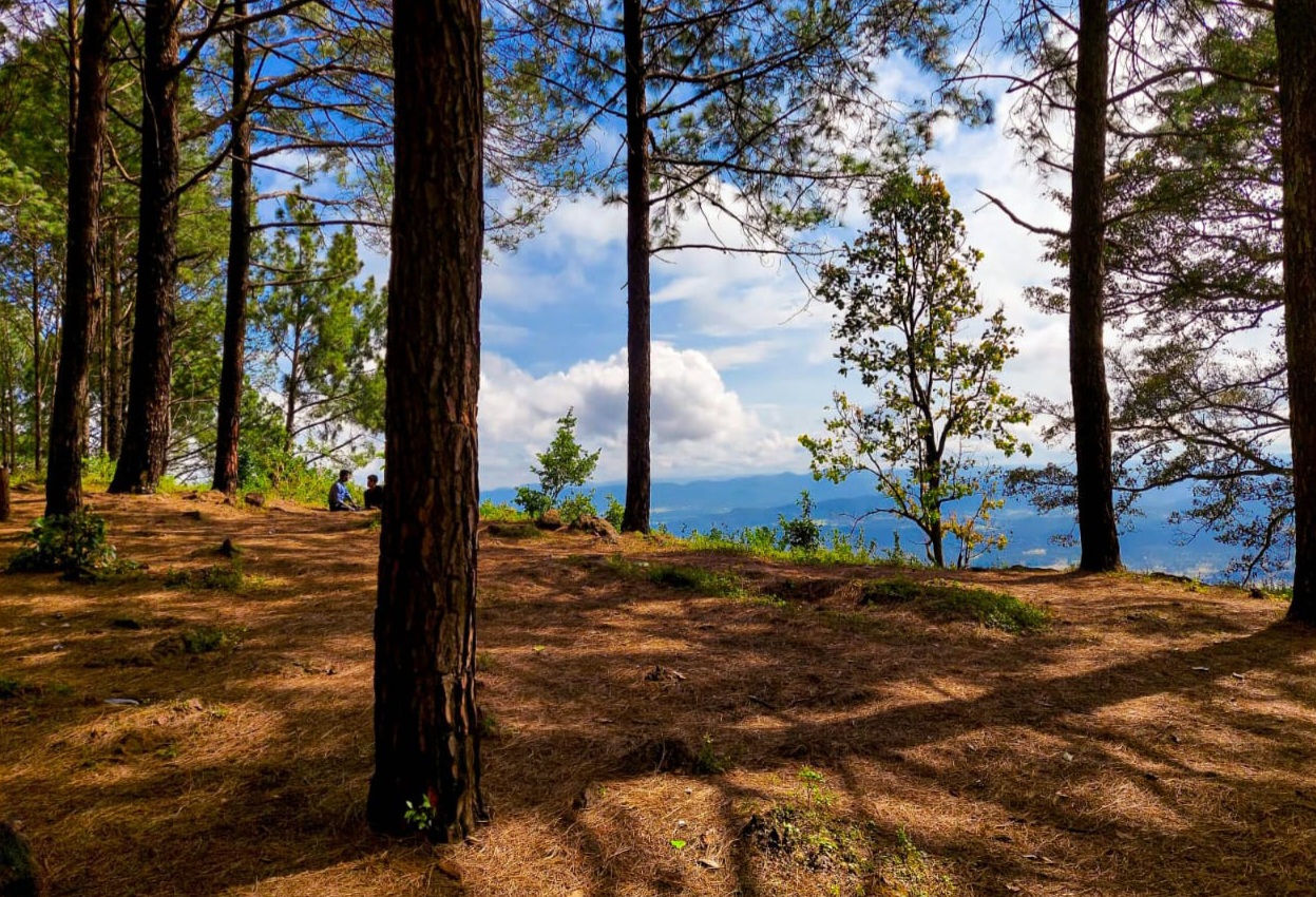 Netarhat weekend trip from Hazaribagh forest view